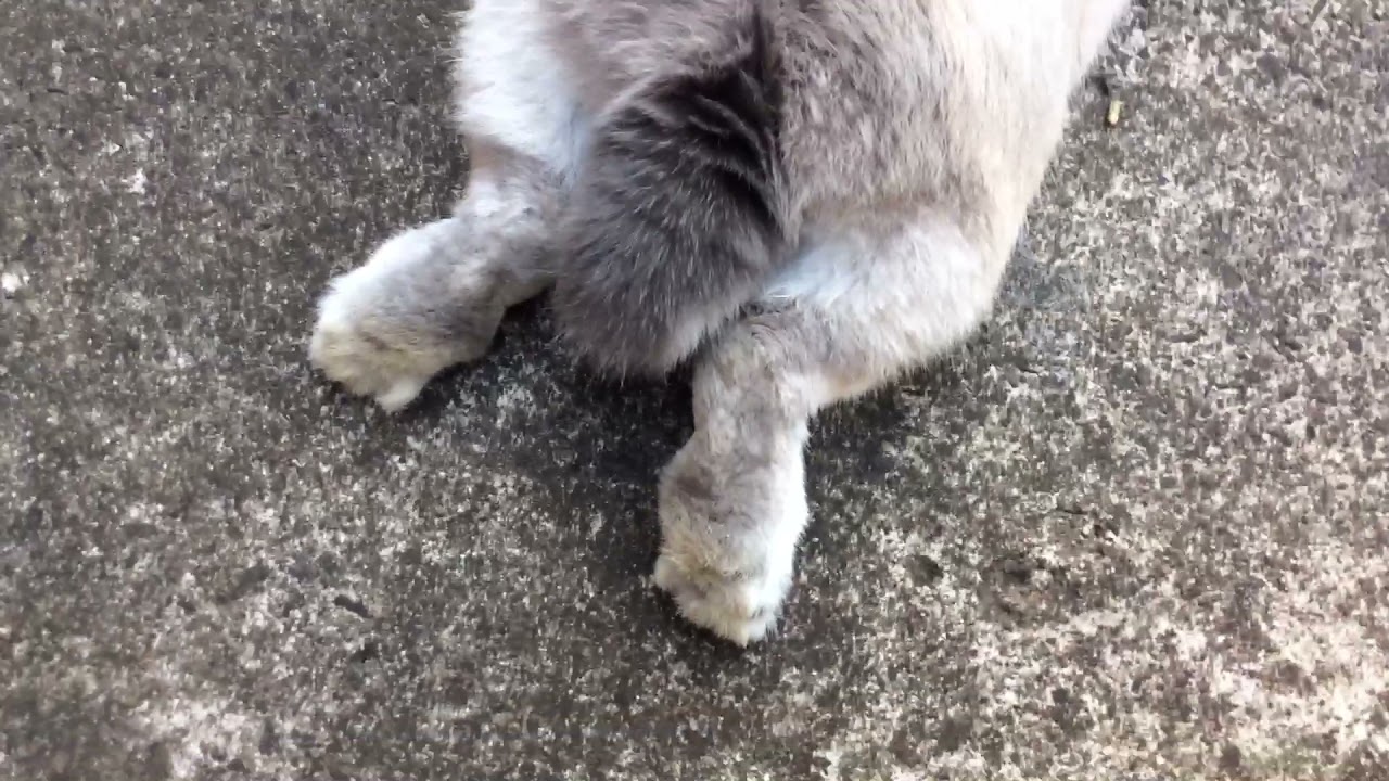 Superbun!