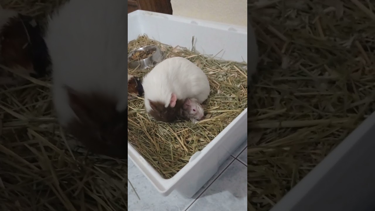 Parto de mi cobaya Khaty!