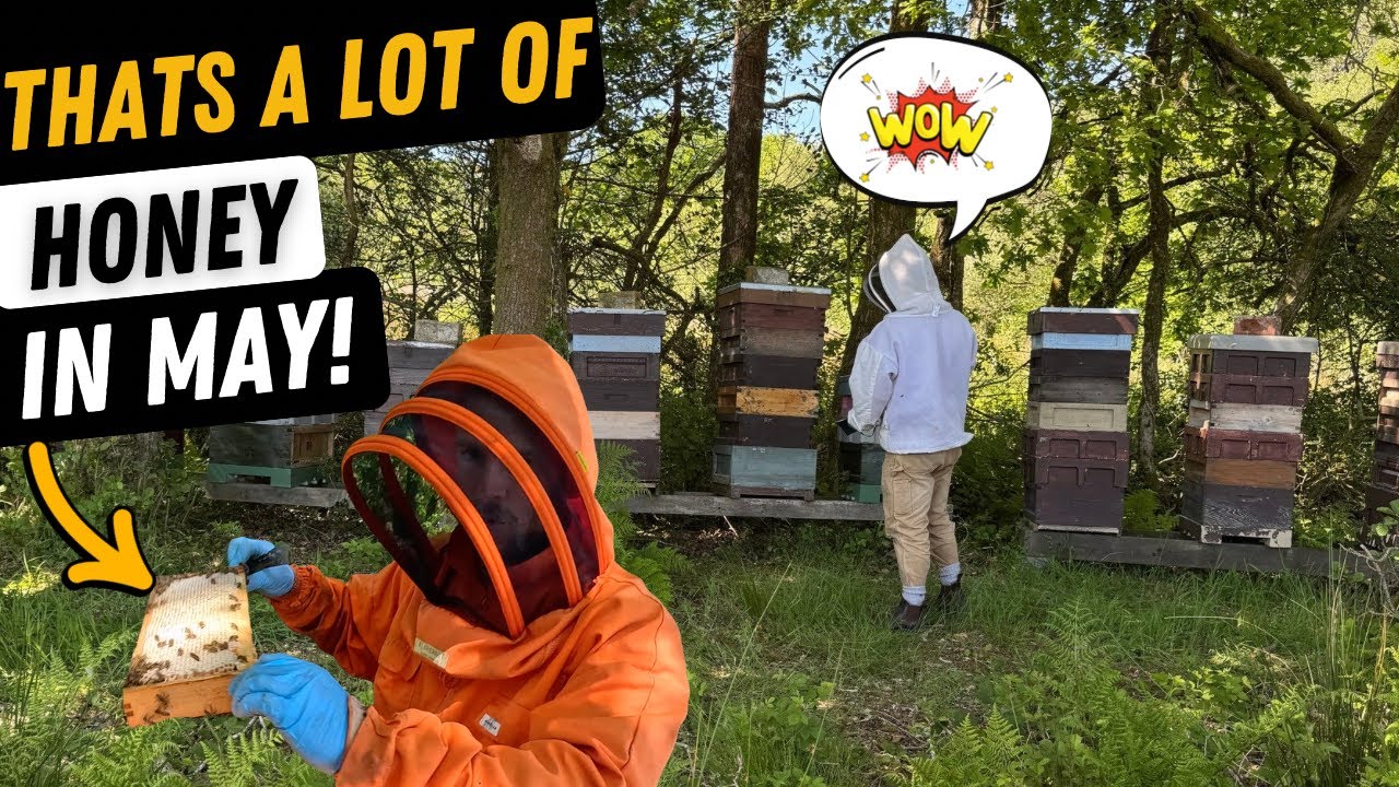 Moving Bees, Transferring Nucs And Adding Honey Supers. We have Honey!!