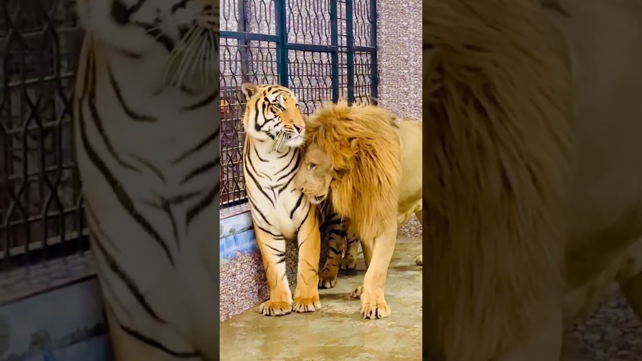 Big bengal tiger and lion together enjoying (mian saqib)