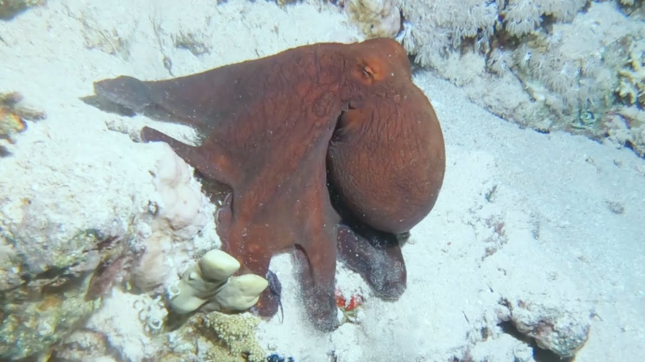 Sinai Dive Experience November 2020. Made by Go Pro.