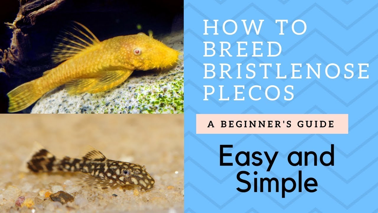 How to Breed Bristlenose Catfish (Plecos)