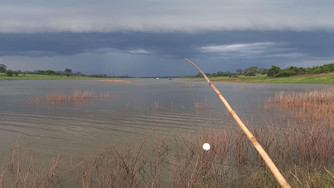 Pescaria de tilápia e corvinas na varinha de mão usando bichinho Rio marinheiro Cardoso sp 