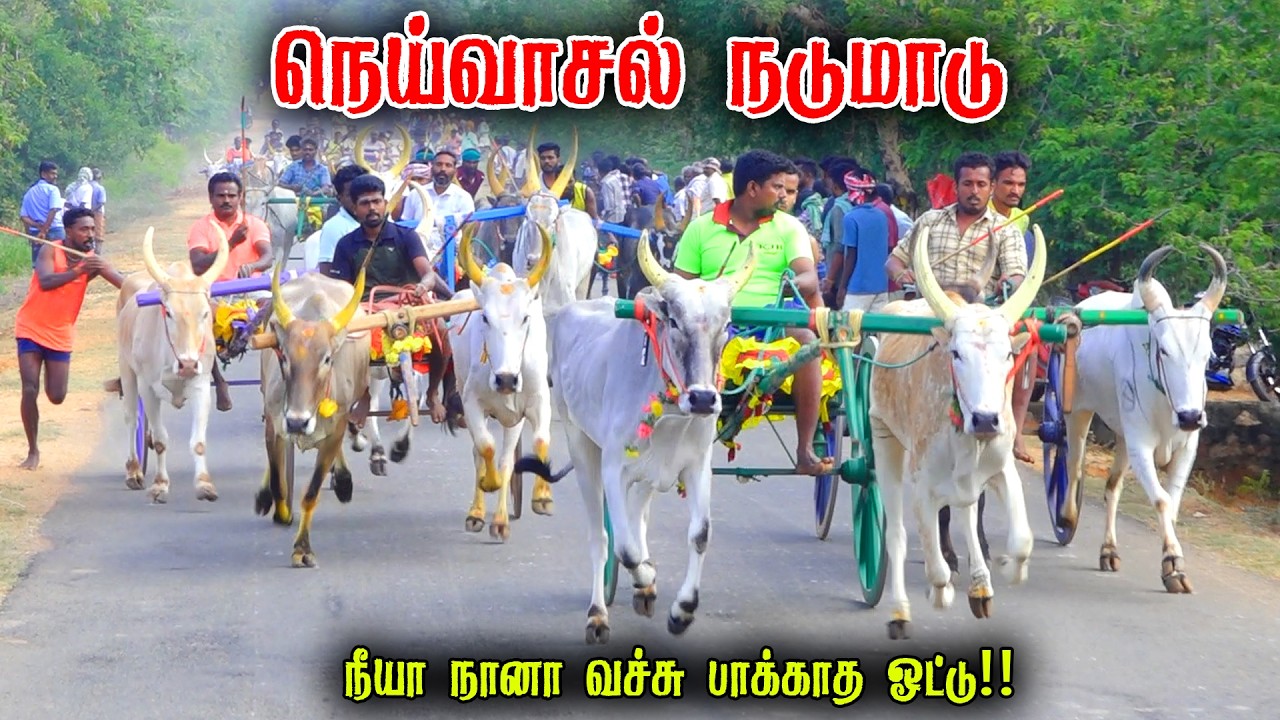 நெய்வாசல் நடுமாடு பந்தயம் 18-02-2026|Periyamadu  Race