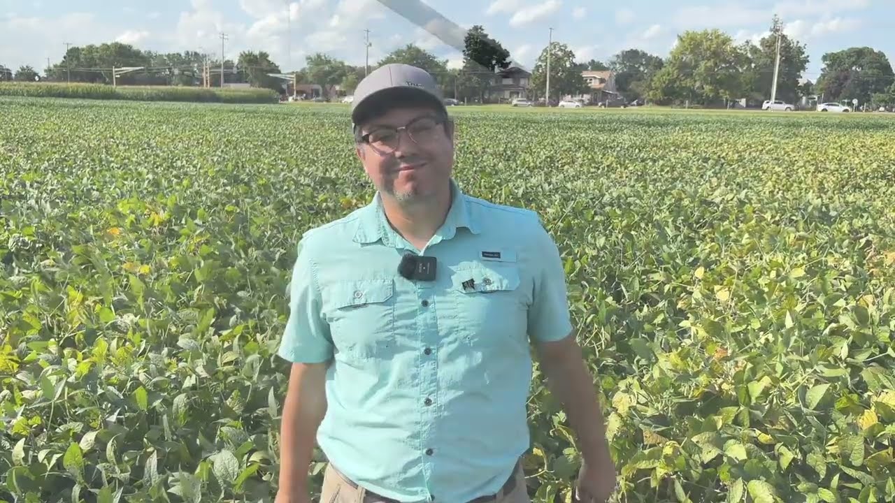 SDS in Soybeans