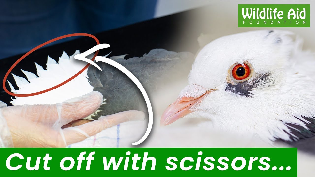 Pigeon given brand new wings after horrific act of cruelty...