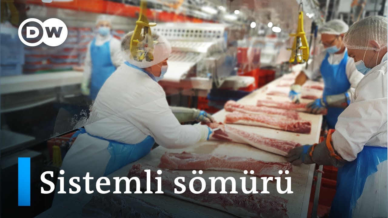 Almanya’da sömürülen mevsimlik ve sözleşmeli işçiler - DW Türkçe