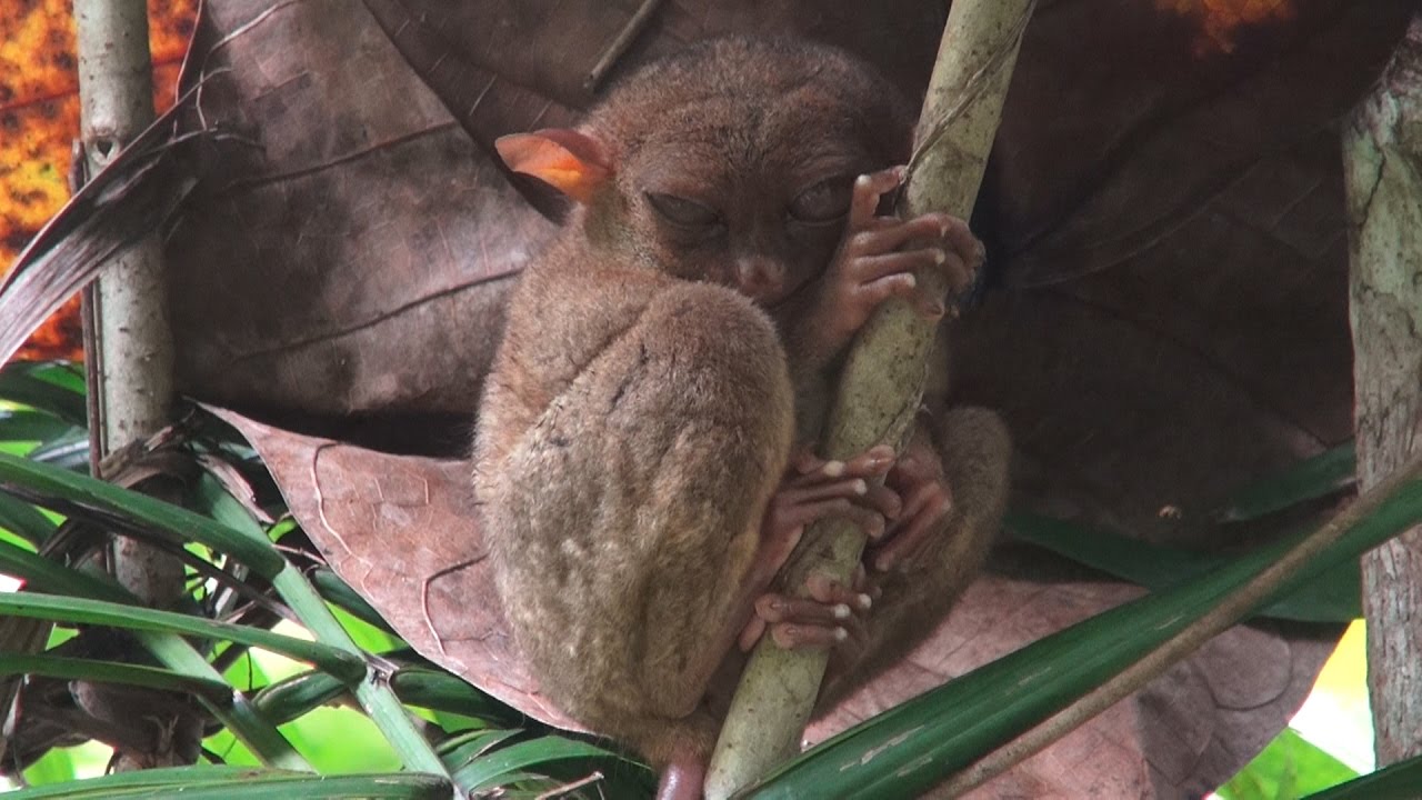 Niezwykly Swiat - Filipiny - Bohol - Tarsier and Wildlife Sanctuary