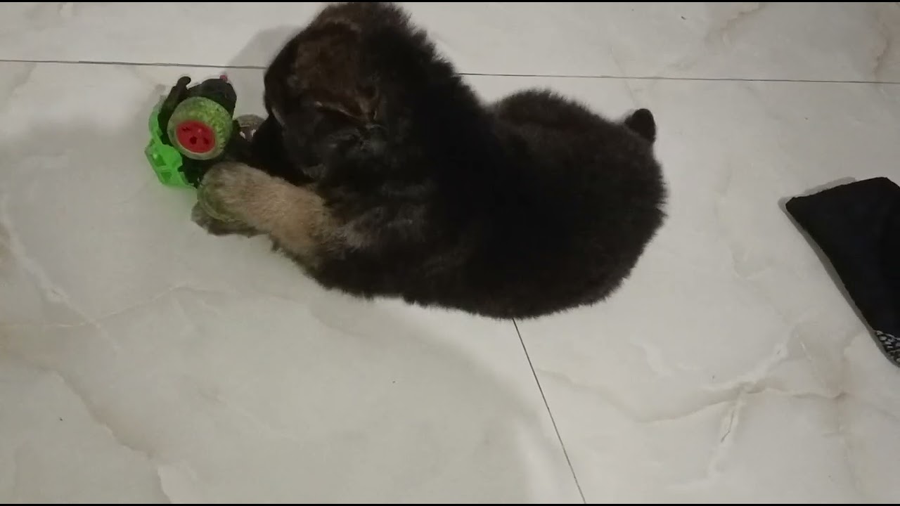 45 Days Old Thor Playing Like a Boss 😎🐕