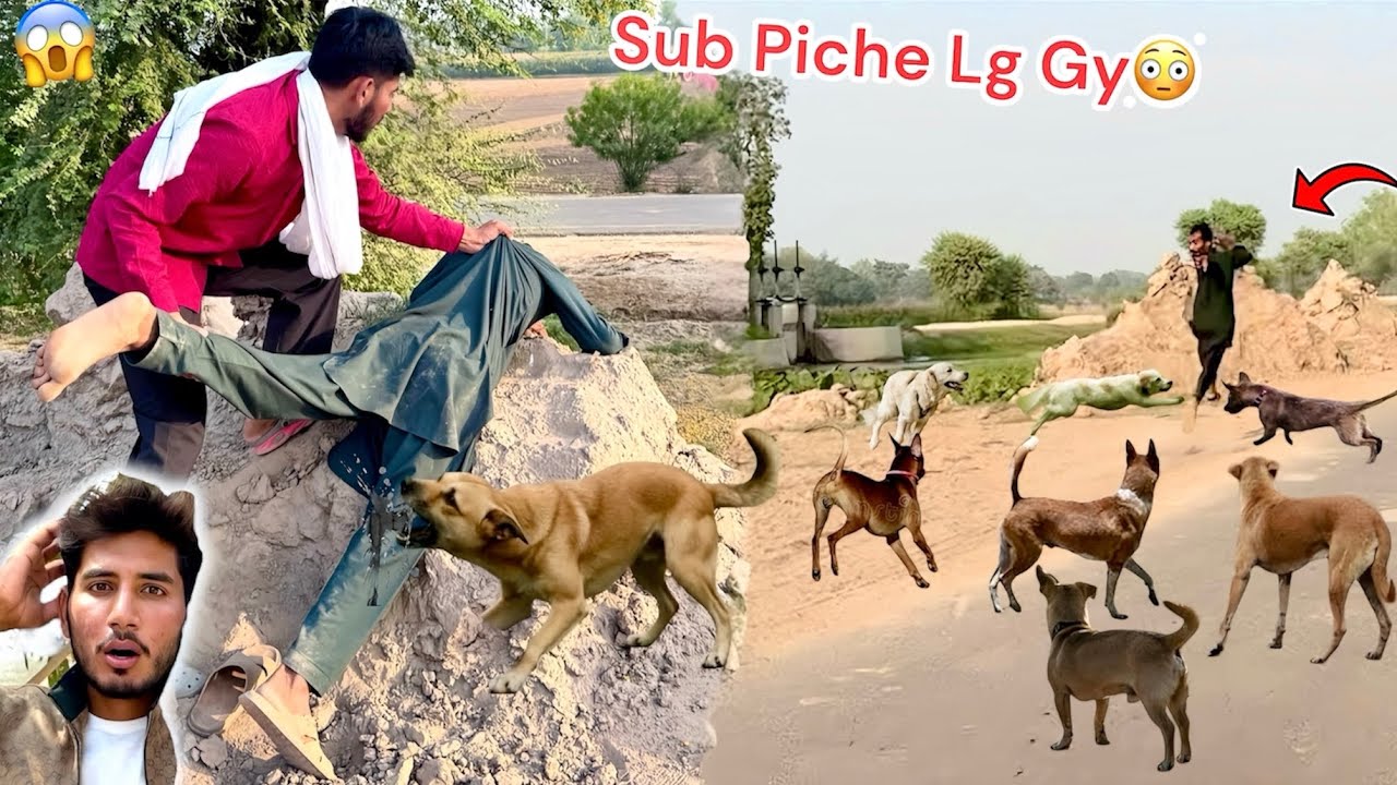 HAMZA KO STREET DOGS🐕 NY CAT LIYA🤬