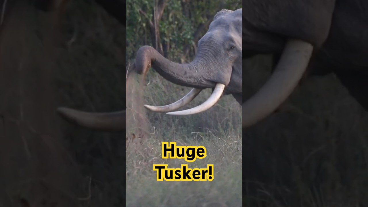 Huge Corbett Tusker!