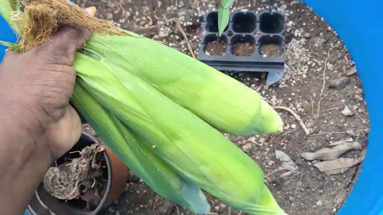 Quick Little Harvest Today 🥬🥬🌽🌽