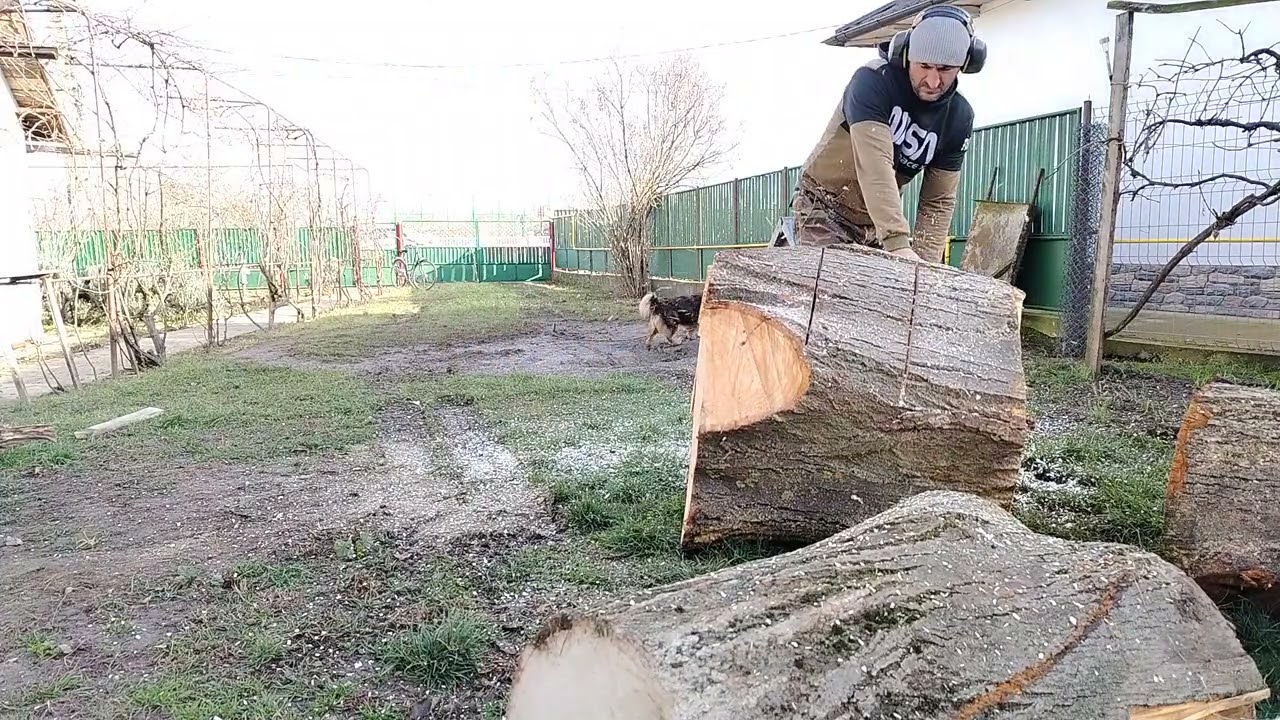 Trunchi de tei tăiat cu Stihl ms 462, șină de 63 cm