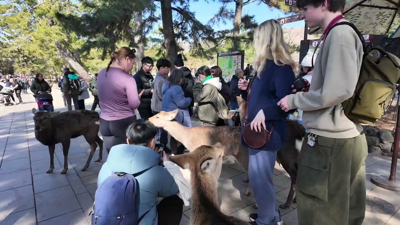 Honeymoon - Day 20 - Nara Park - Deer - Kyoto