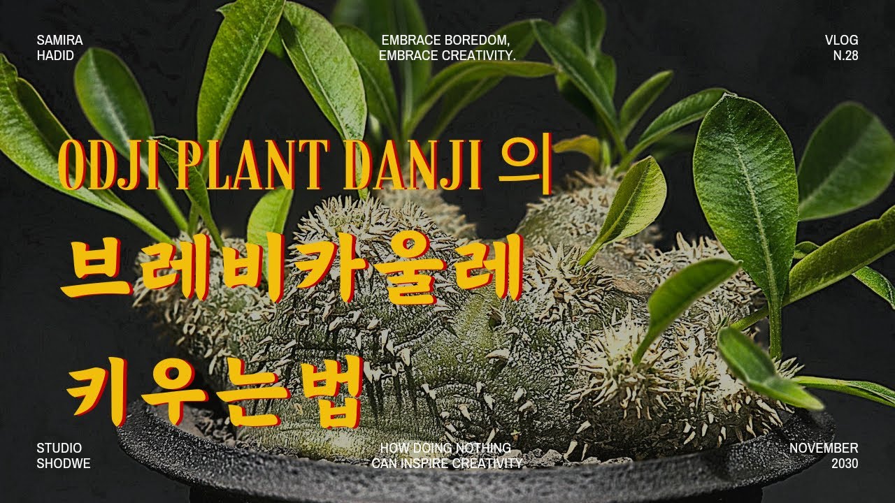 아프리카 식물 키운다면 무조건 키우는 식물 / 야생보다 실생이 더 이뻐요 /  브레비카울레 / Pachypodium brevicaule