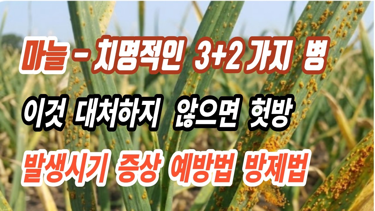 [텃밭] 마늘 주요 병 3가지 + 병해가 염려되는 2, 모두 5가지에 대한  종합 정리입니다.