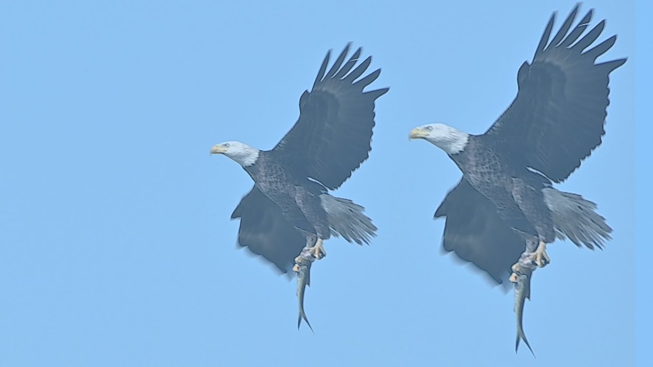 SWFL Eagles- M15 Catches A Poor Man's Tarpon & A Pan Fish. Two Deliveries By Daddy Dash #eagle #m15