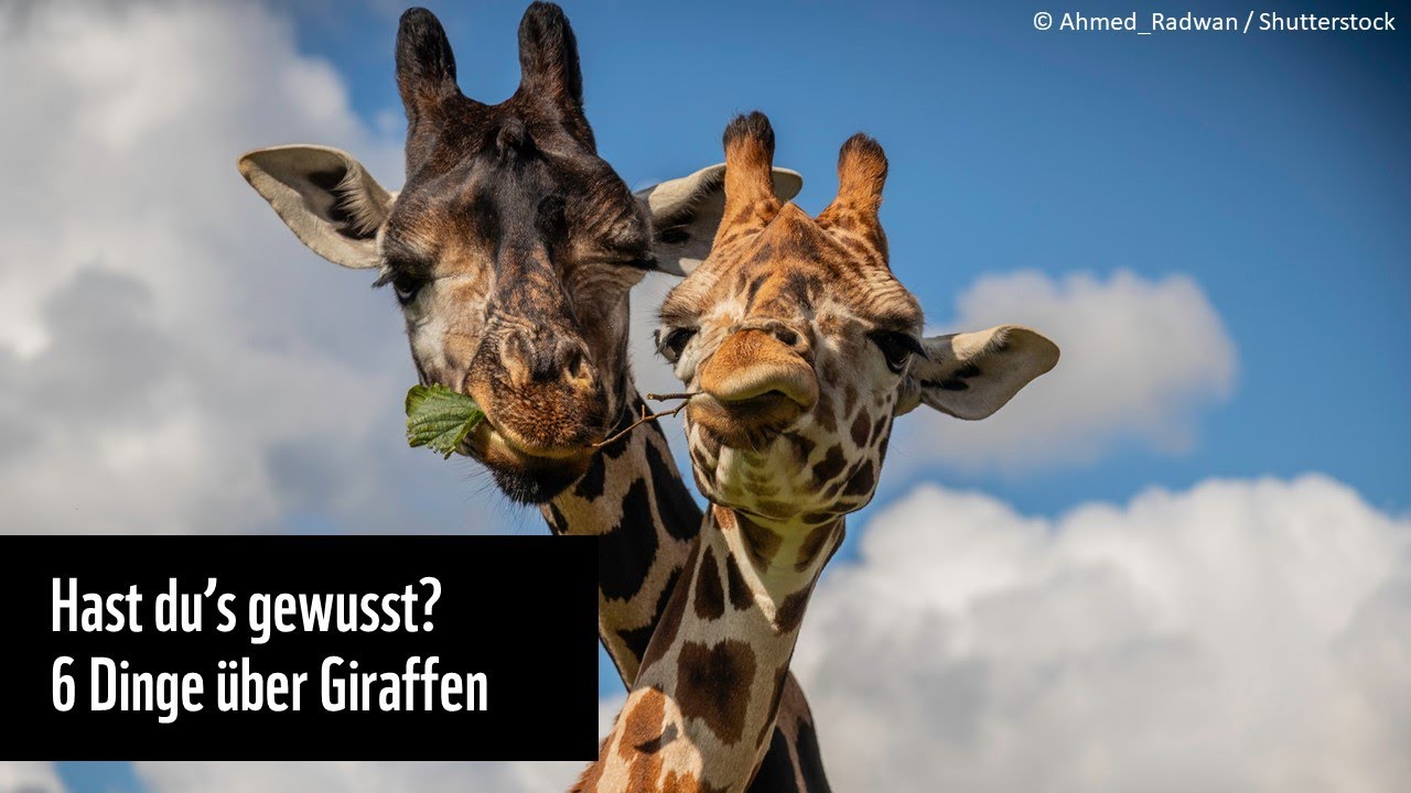 Hast du&rsquo;s gewusst? 6 Dinge &uuml;ber Giraffen