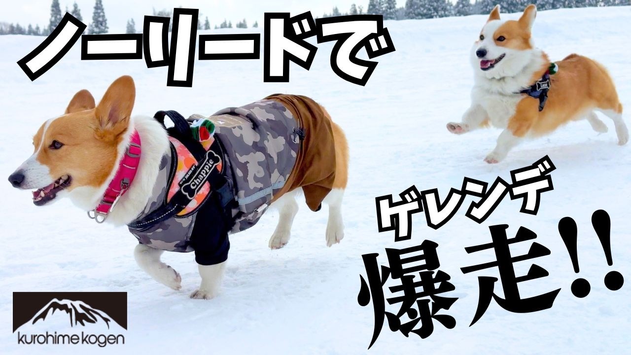 【黒姫高原スノーパーク】愛犬と一緒にスキー・スノボ・ソリを大満喫！コーギー6頭で犬ぞりにもチャレンジ！
