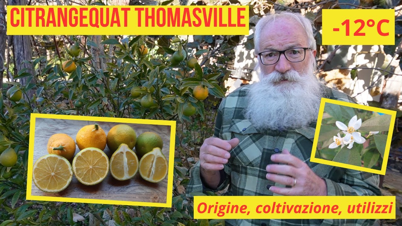 Citrangequat Thomasville: resiste a -12°C