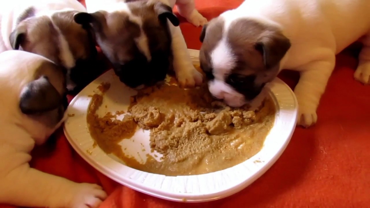 Sevrage chiots bouledogue francais