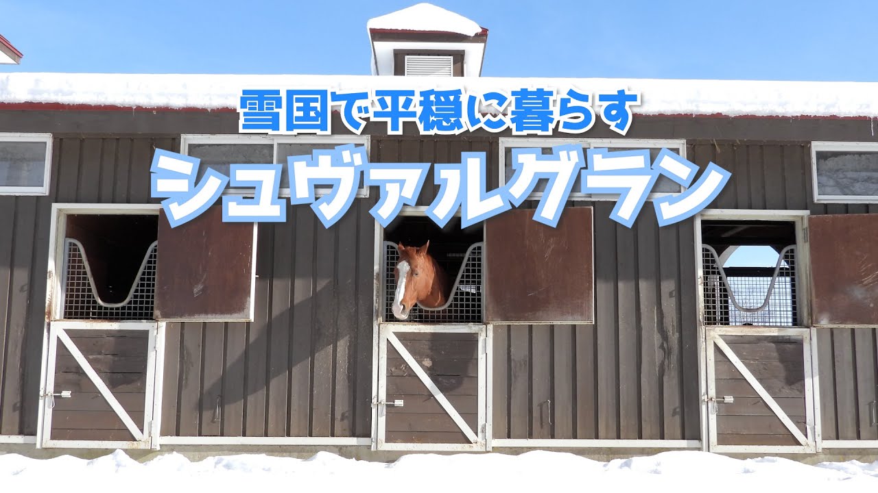 雪の日のシュヴァルグランをただ見つめる【癒し動画】
