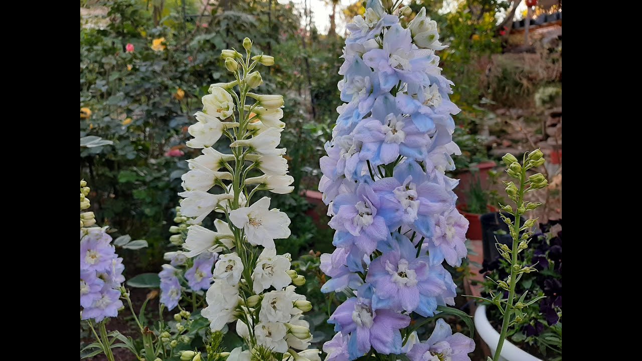 Cómo Cultivar Delphinium / Espuela de caballero / Delfinio / Delfinium / Delphinium elatum