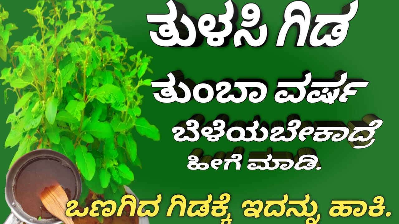 ತುಳಸಿ ಗಿಡ ವೇಗವಾಗಿ ಬೆಳೆಸುವ ಟೆಕ್ನಿಕ್/ಹೀಗೆ ಮಾಡಿದ್ರೆ ಒಣಗಿದ ಗಿಡ ಕೂಡ ಚಿಗುರು ಬರುತ್ತೆ #how to grow Tukasi