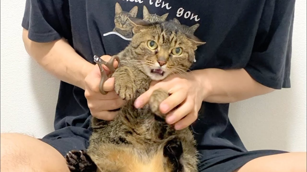 爪を切られるとを知り絶望する猫...