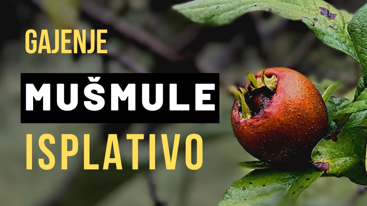 POSLEDNJA VOĆKA U SEZONI – Mušmula REDOVNO Rađa i Nije Zahtevna