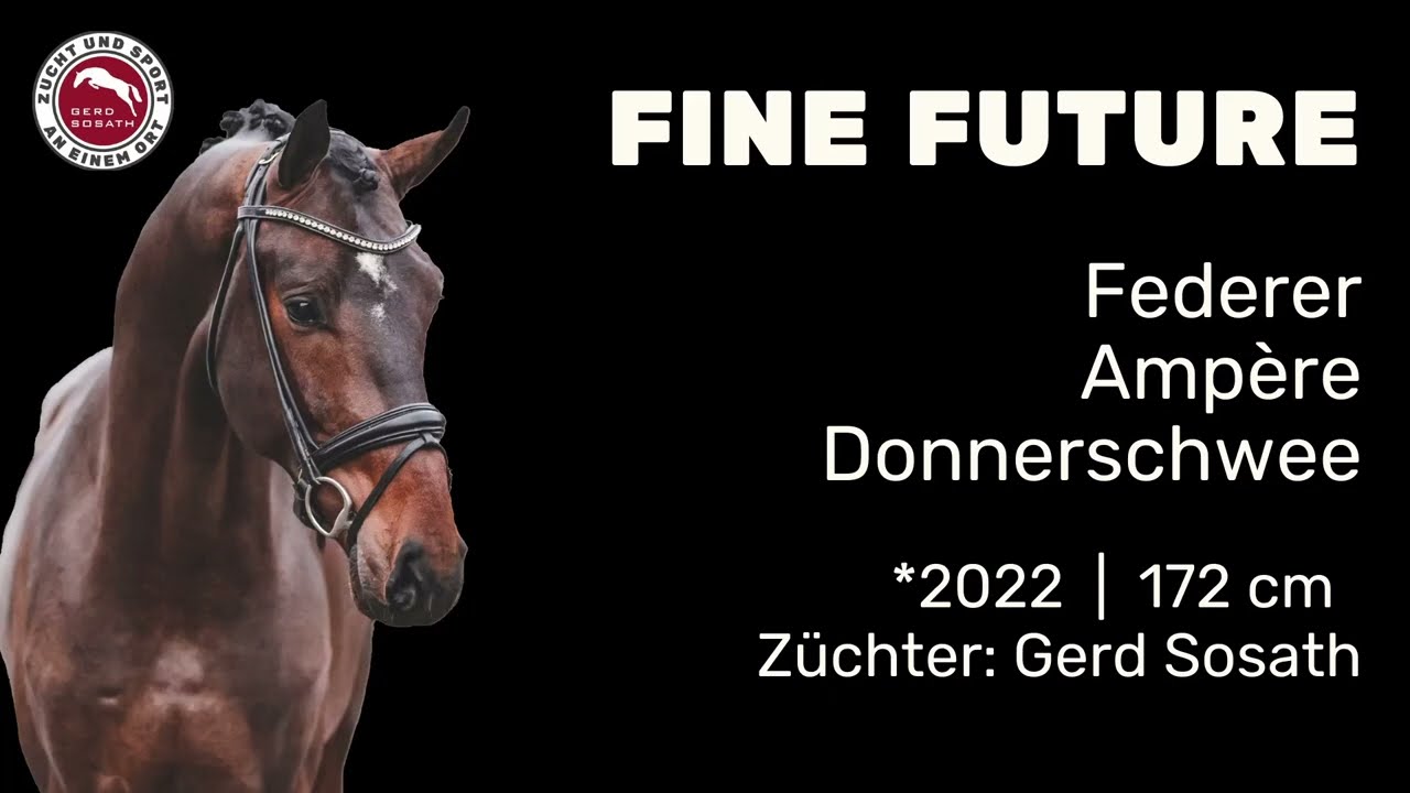 Fine Future *2022 von Federer x Ampère | Hengstschau Sosath 2025