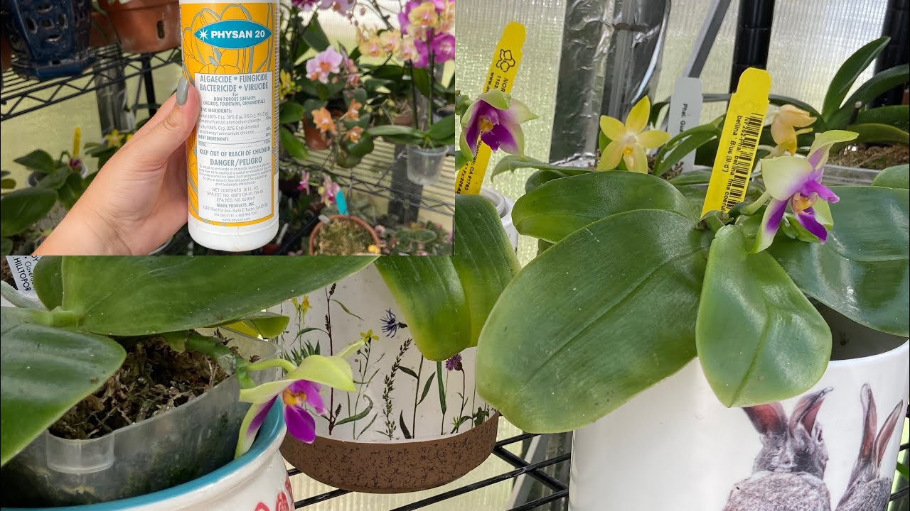 Using Physan 20 As Preventative For The Orchids & Cleaning Up A Mistake Today.