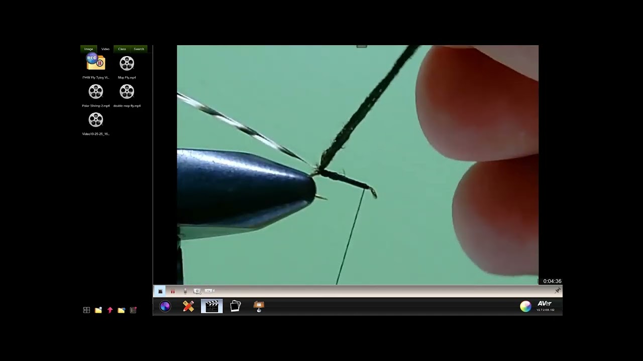 Griffith's Gnat