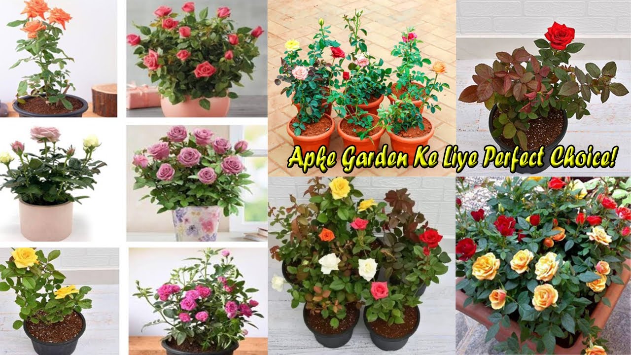 🌹 Beautiful Rose Plants - अब आपके गार्डन की शान! 🌿 Order Now @ Green Bazar 📞 8100330052 #viralvideo