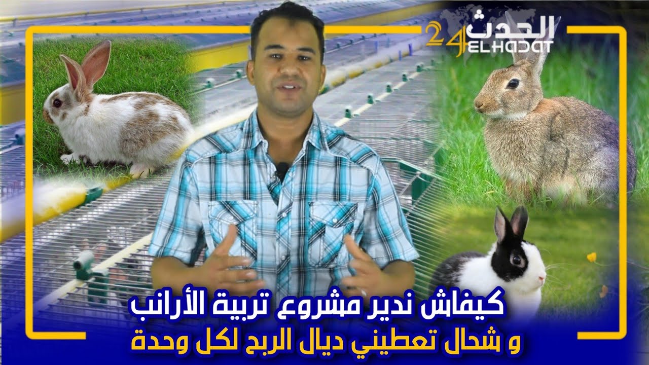 فضل البادية...من الصفر كيفاش تبدا تربية الأرانب و شحال ديال الربح ترجع ليك كل قنية
