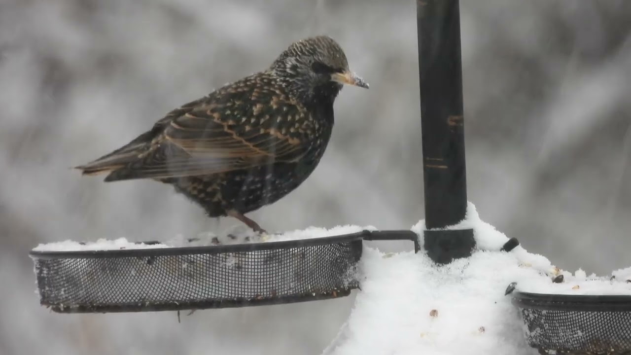 Blizzard 2026!!! #birds #birdwatching #nature #Minnesota 