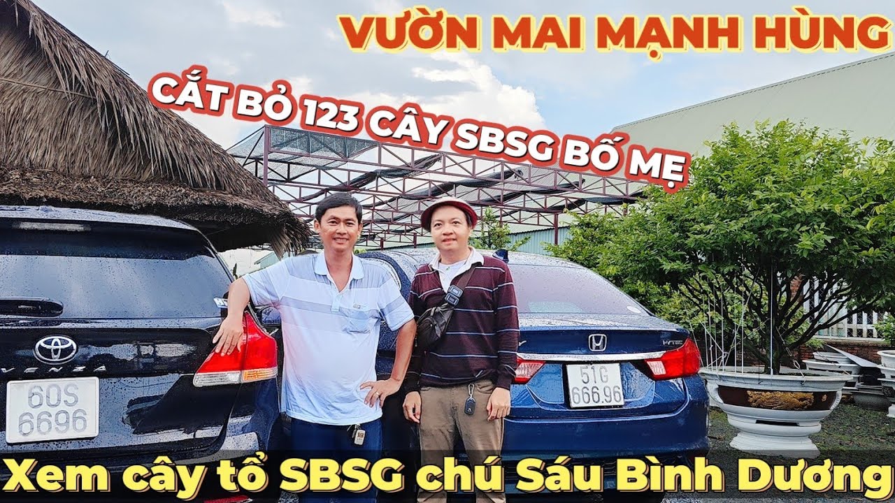 Vườn mai Mạnh Hùng sẽ cắt bỏ 100% SBSG bố mẹ sau khi kiểm tra nút với cây tổ SBSG chú Sáu Bình Dương