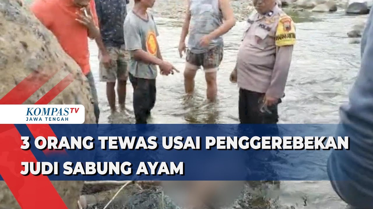 3 Orang Tewas Usai Penggerebekan Judi Sabung Ayam