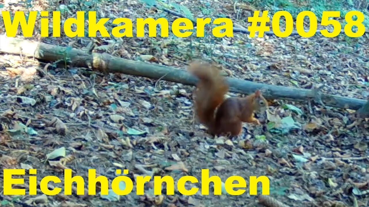 Wuppertal - Wildkamera - 0058 - Eichhörnchen