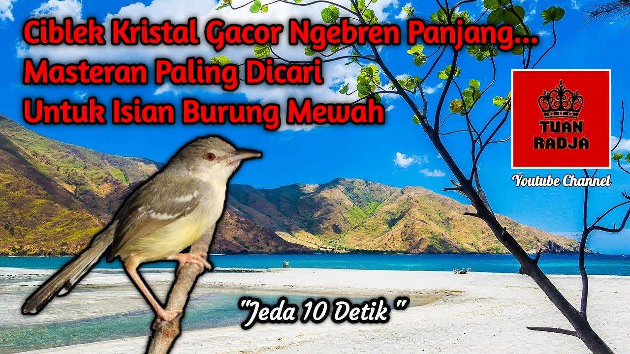 Ciblek kristal gacor ngebren panjang, masteran paling dicari untuk isian burung mewah