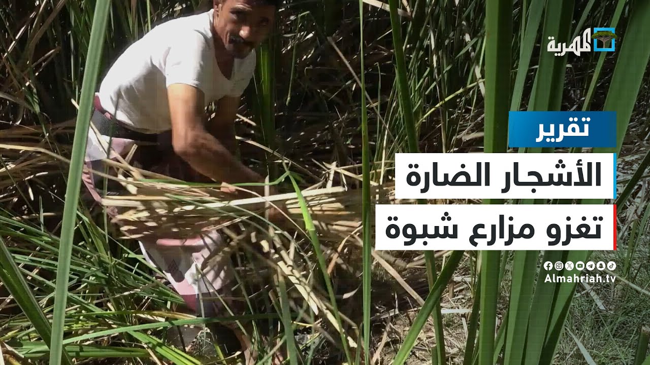 المزارعون في شبوة يتكبدون خسائر كبيرة جراء انتشار أشجار التيفا