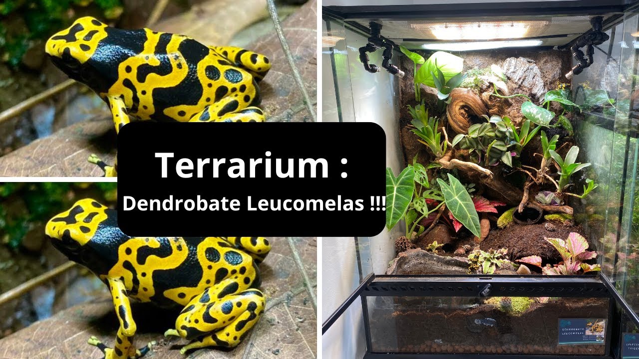 Je fais un TERRRIUM TROPICAL pour DENDROBATES !!!