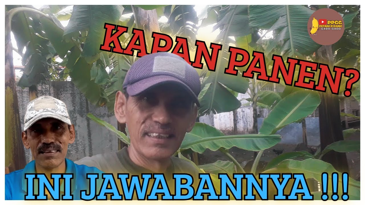 Berapa Lama Pisang Bisa Panen? Penjelasan Lengkap untuk Pemula