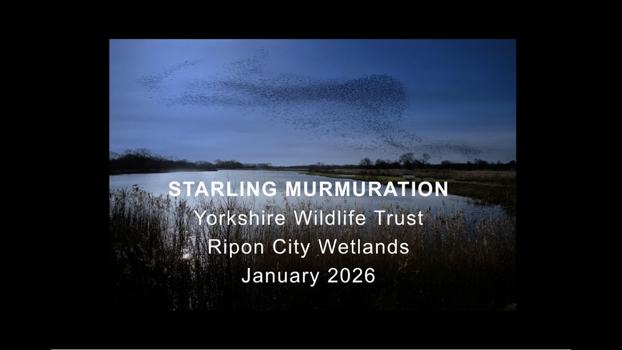 Starling murmuration @ Ripon City Wetlands