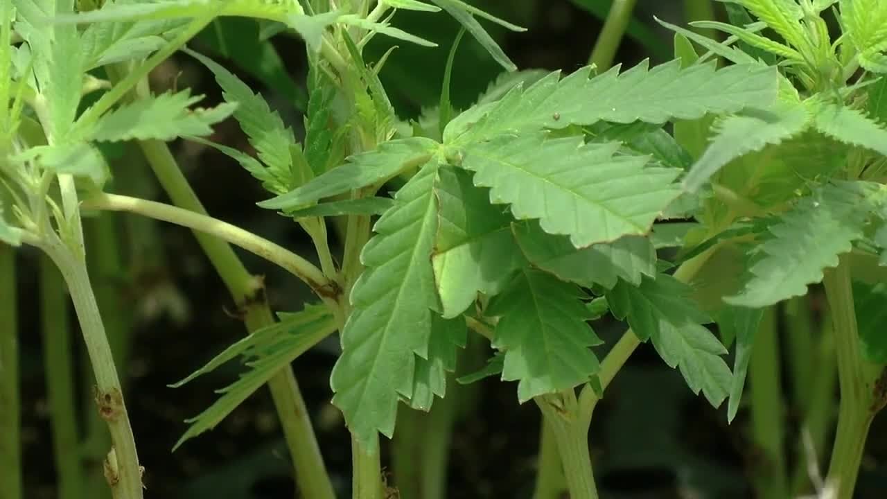 Hemp crackdown now one stop from Florida&rsquo;s governor