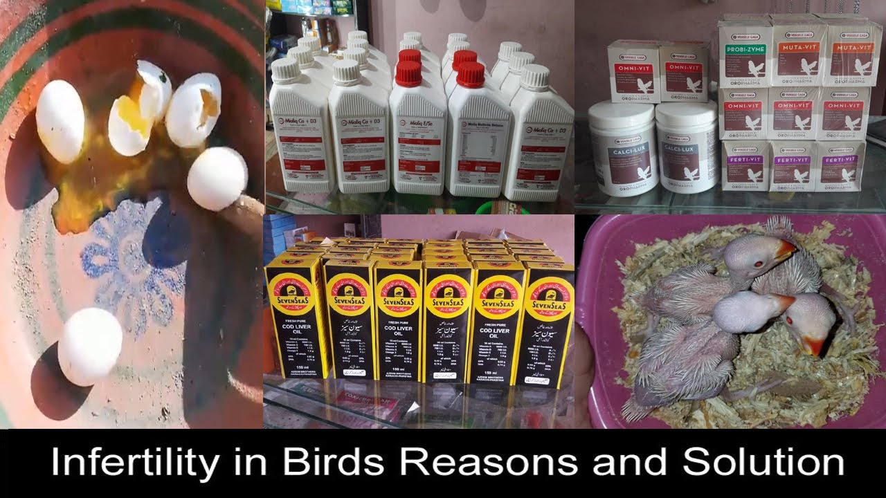 infertility in Birds Reasons of infertility in Birds and Solution Urdu/Hindi