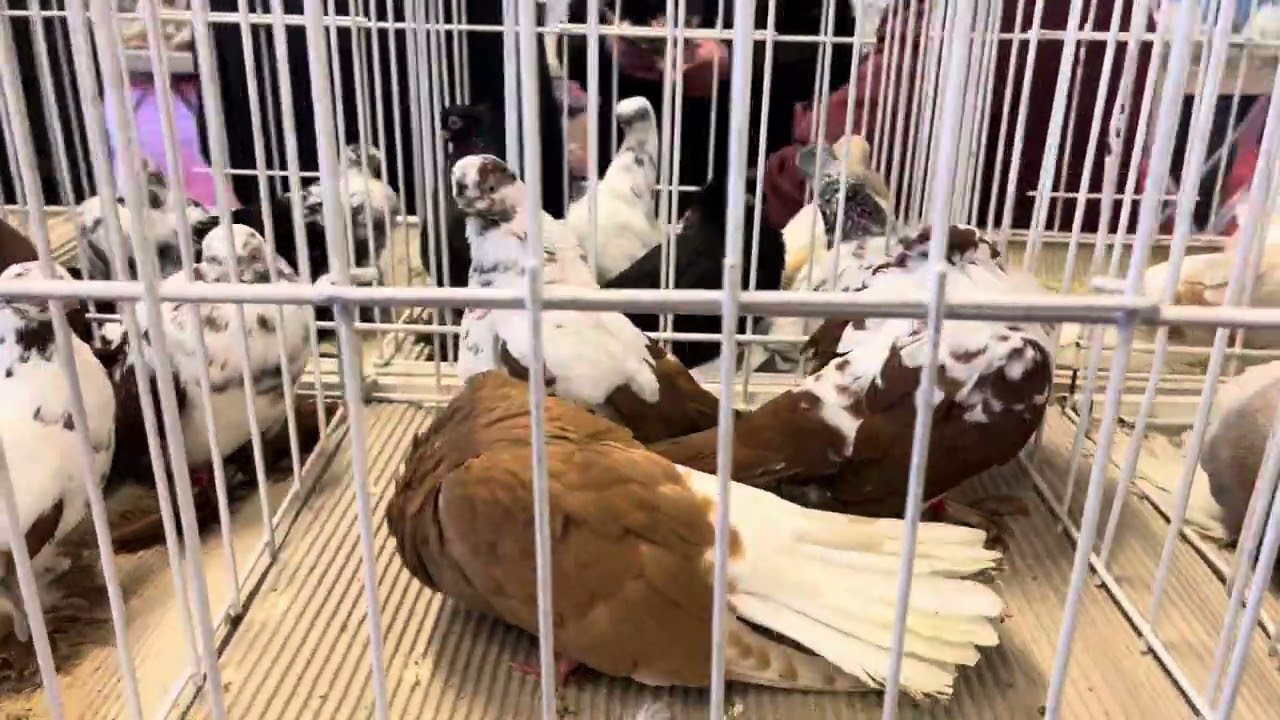 Rynek targ Białystok na wystawie 21 /01 /2024 #gołębie #ptaki #pigeons #market #królik #białystok