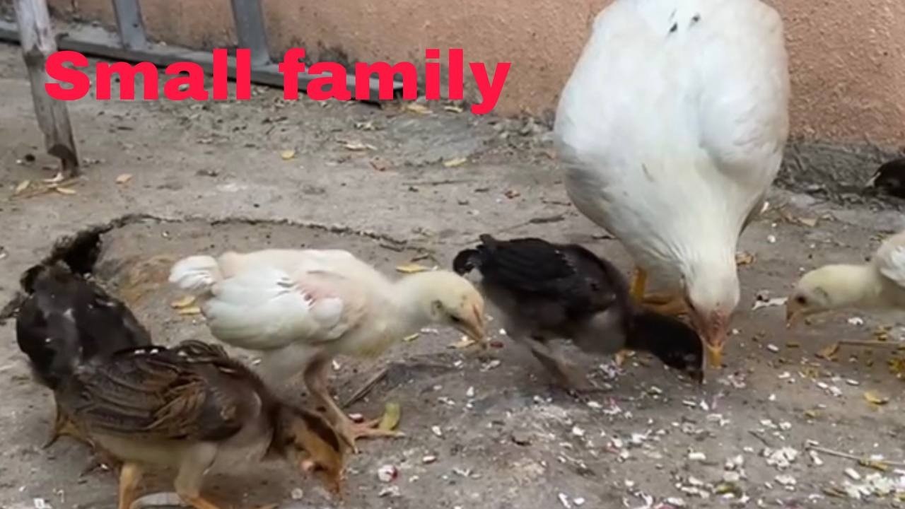 Natural Chicken Behavior in the Backyard
