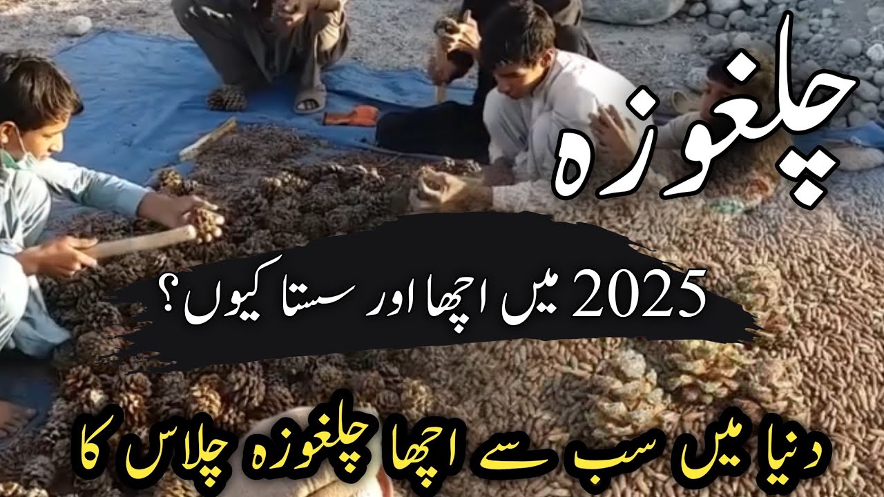 why pine Nuts are so expensive | chilgoza kese nikalta ha | chilgoza per kg price 2025 | چلغوزہ قیمت