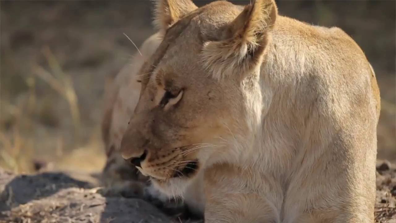 Savute Safari Lodge